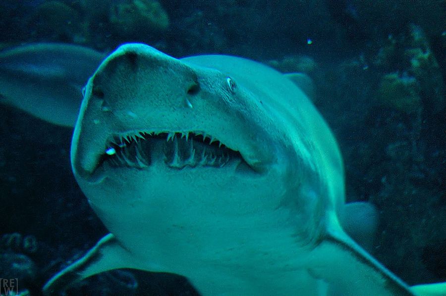 Самые опасные для человека виды акул