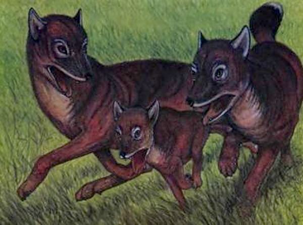 Фолклендская лисица (лат. Dusicyon australis) 