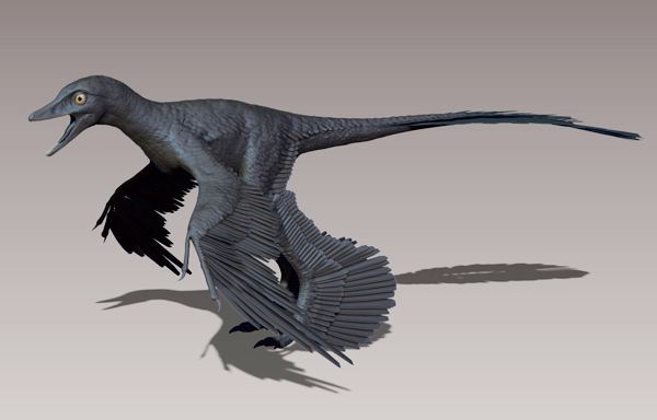 Microraptor gui (изображение David Krentz).