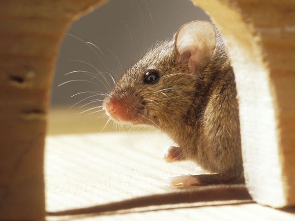 Новизна нынешнего открытия в том, что ранее мыши признавались неспособными менять высоту или последовательность издаваемых звуков