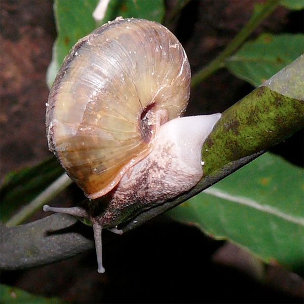 Улитка S. caliginosa, отбросившая кусок ноги (фото Dr. Masaki Hoso, Naturalis Biodiversity Center).