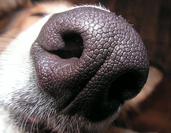 Способность сосредоточиться на нужном запахе зависит от того, насколько хорошо ты можешь управлять своим дыханием. 