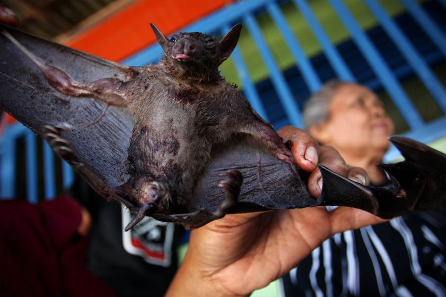 Индонезийские охотники на летучих мышей