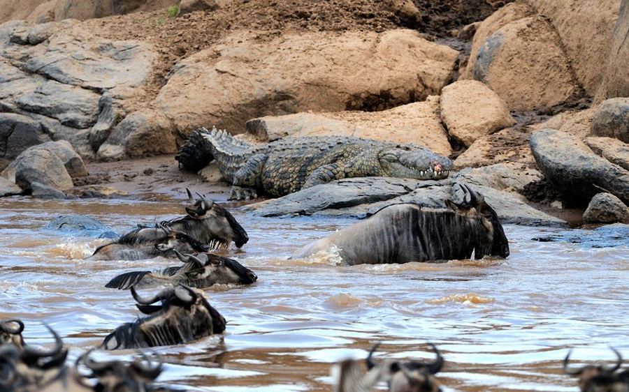 Крокодил самый опасный речной. Опасная река с крокодилами.