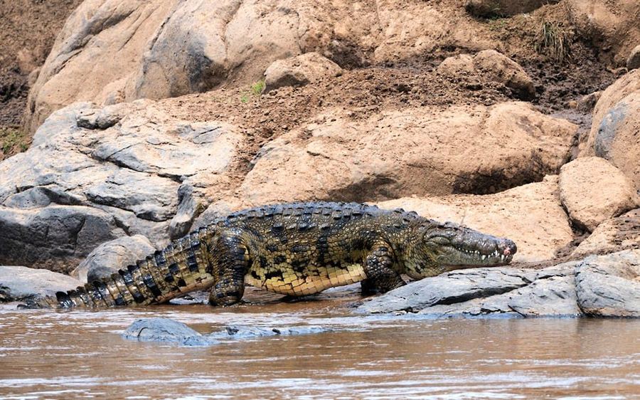 Крокодил самый опасный речной. Серенгети крокодил. Крокодил лежит. Крокодилы которые живут в заповедниках.