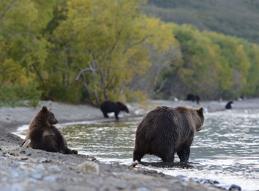 Большой медвежий репортаж с озера Курильское
