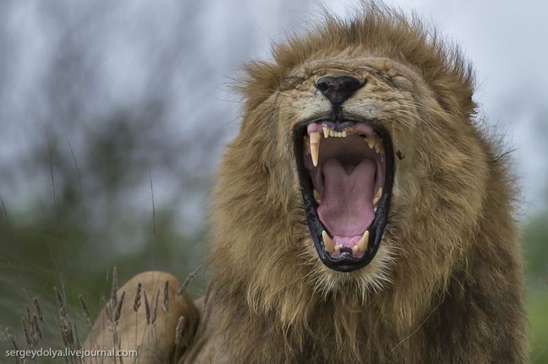 Один день из жизни африканских львов