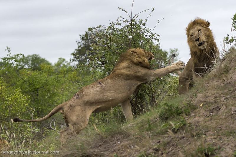 Один день из жизни африканских львов