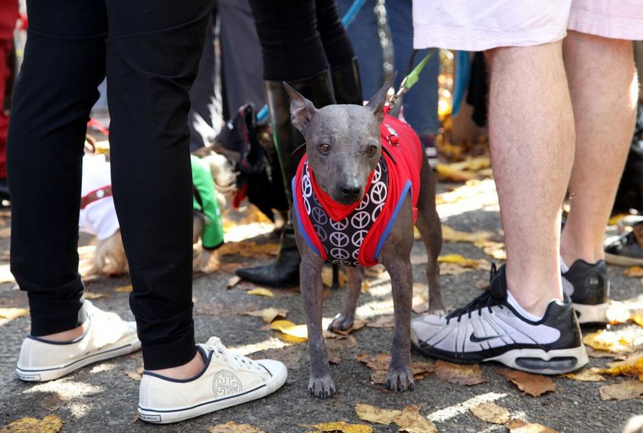 Костюмированный парад собак на Томпкинс-сквер