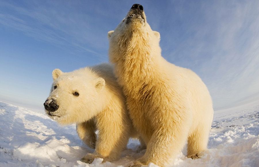 Бок о бок с полярными медведями