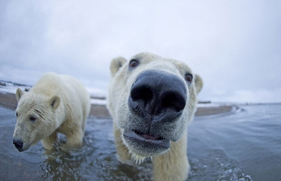 Бок о бок с полярными медведями