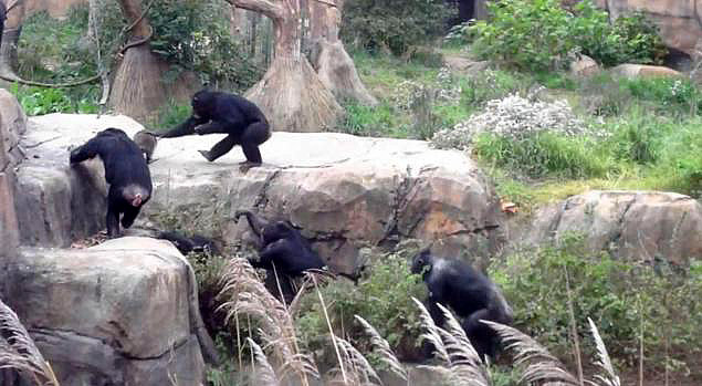 В зоопарке Сент-Луиса шимпанзе отдубасили енота