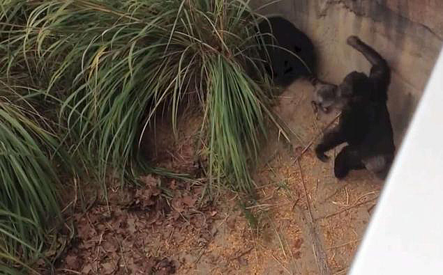 В зоопарке Сент-Луиса шимпанзе отдубасили енота