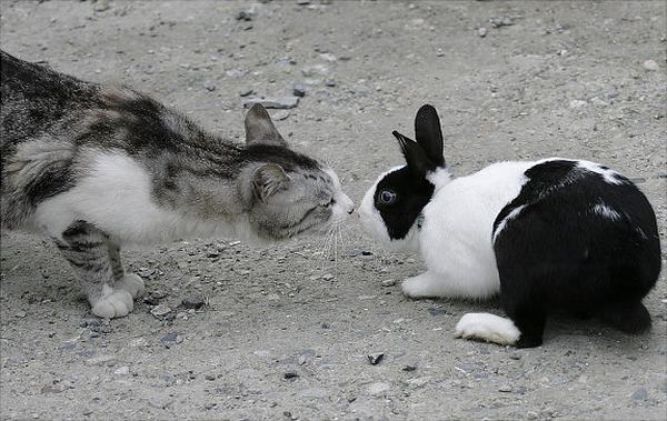 Необычные пары в мире животных