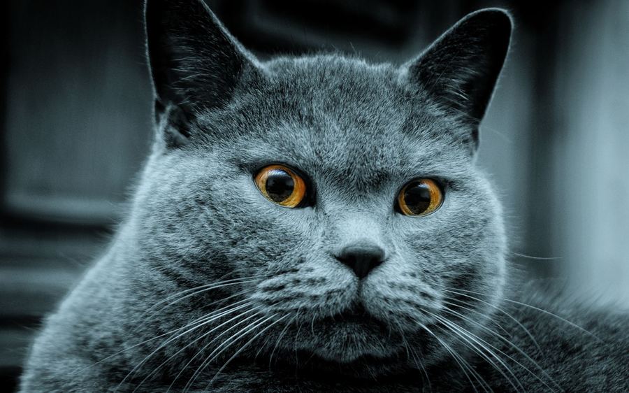 Народные приметы и суеверия о кошках