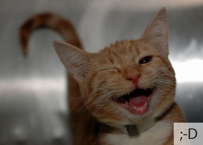 23 смайлика отразившихся в эмоциях кошек