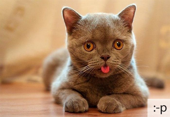 23 смайлика отразившихся в эмоциях кошек
