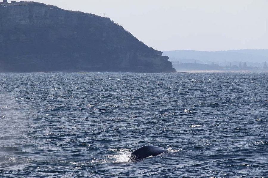 Синий кит весом около 200 тонн подплыл к берегу Австралии