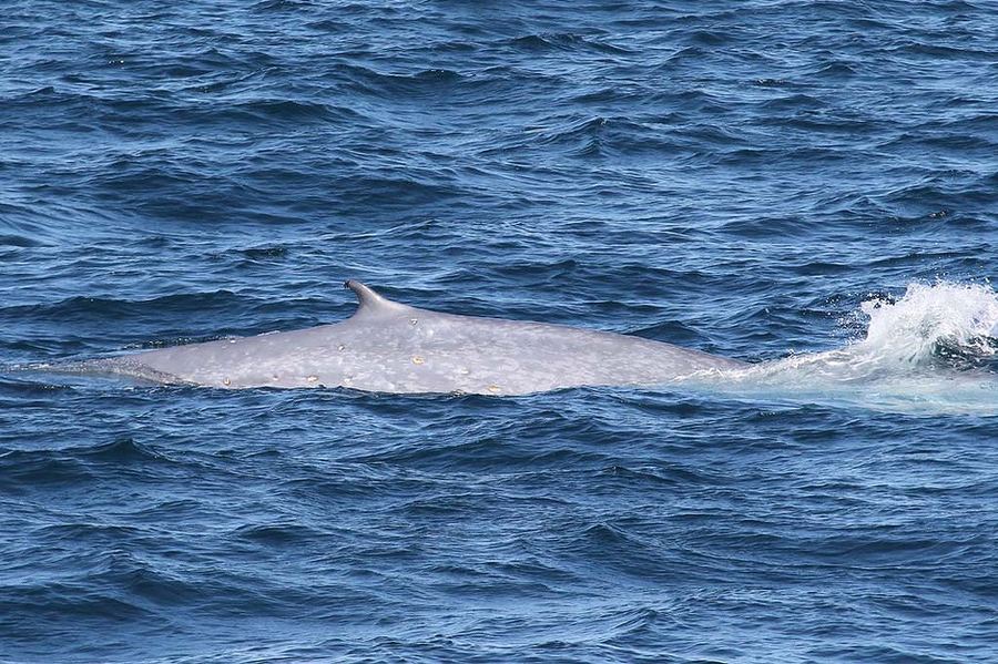 Синий кит весом около 200 тонн подплыл к берегу Австралии