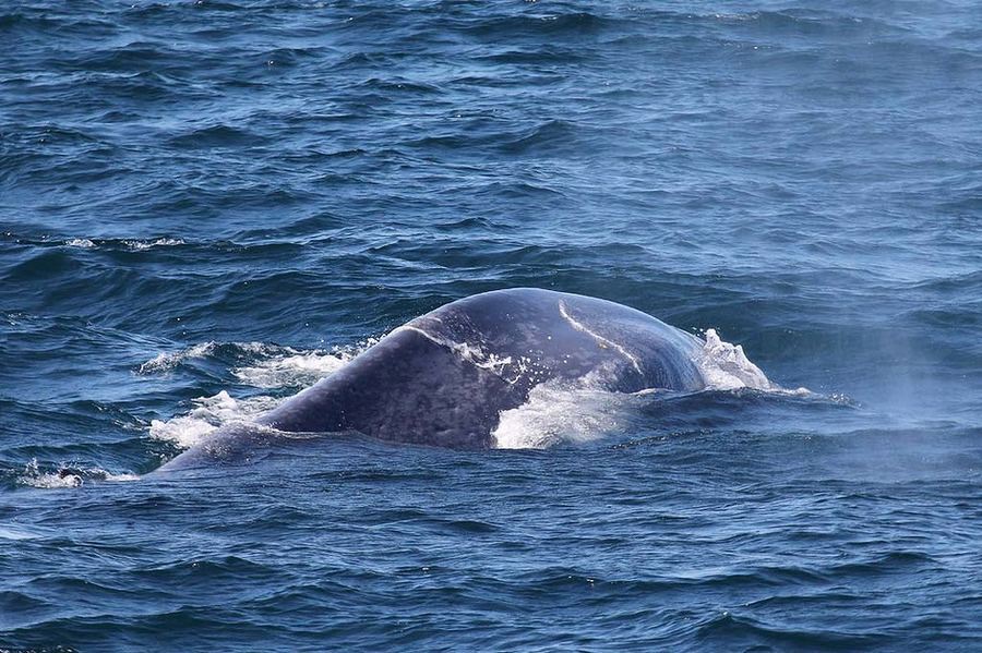 Фото синего кита из красной книги