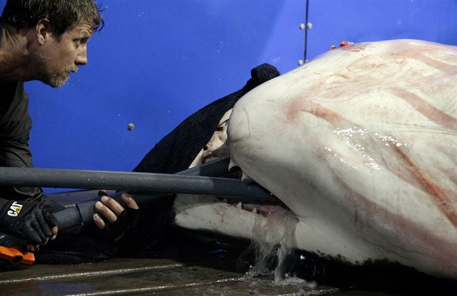 Исследование белых акул в заливе Кейп-Код