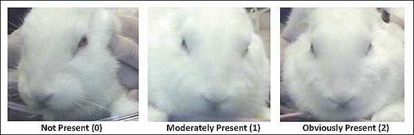 Изменение формы носа и щёк у кролика, испытывающего боль