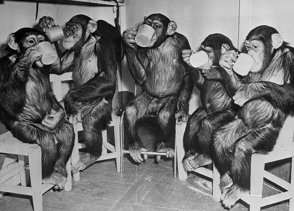 Хотя у шимпанзе мозг в два раза меньше, чем у человека, учёные полагают, что главные отличия нашего мозга от обезьяньего — качественные, а не количественные. 
