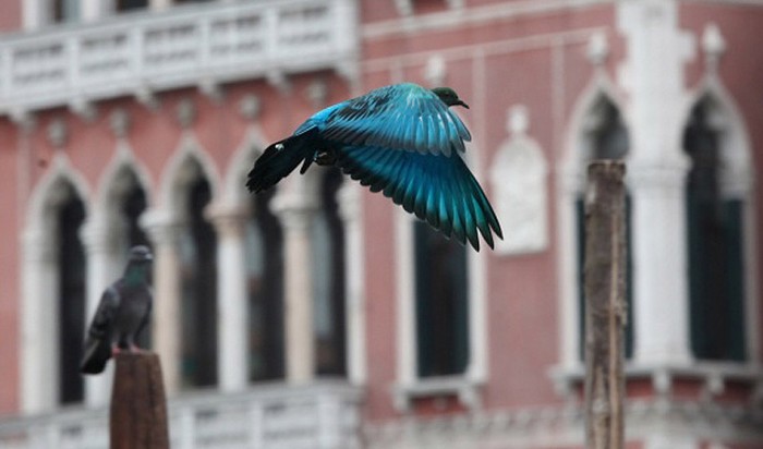 Разноцветные голуби в небе над Венецией