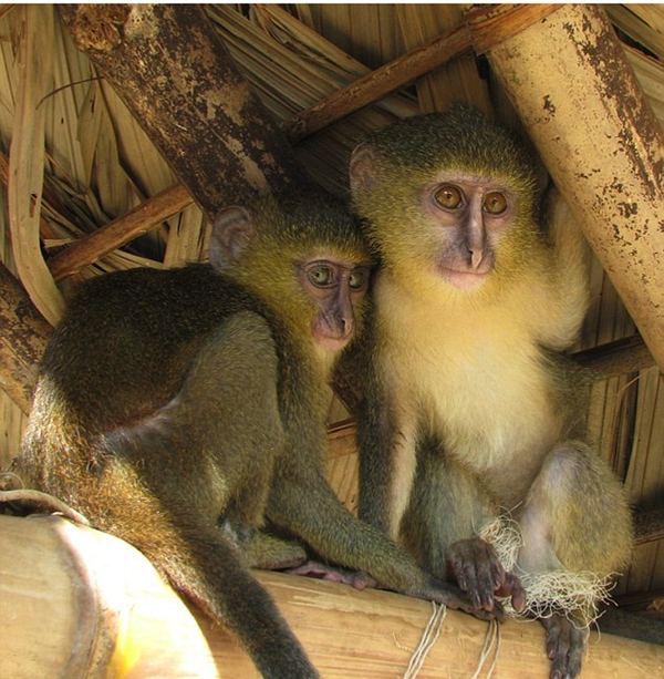 В Африке, впервые за 28 лет, найден новый вид обезьян