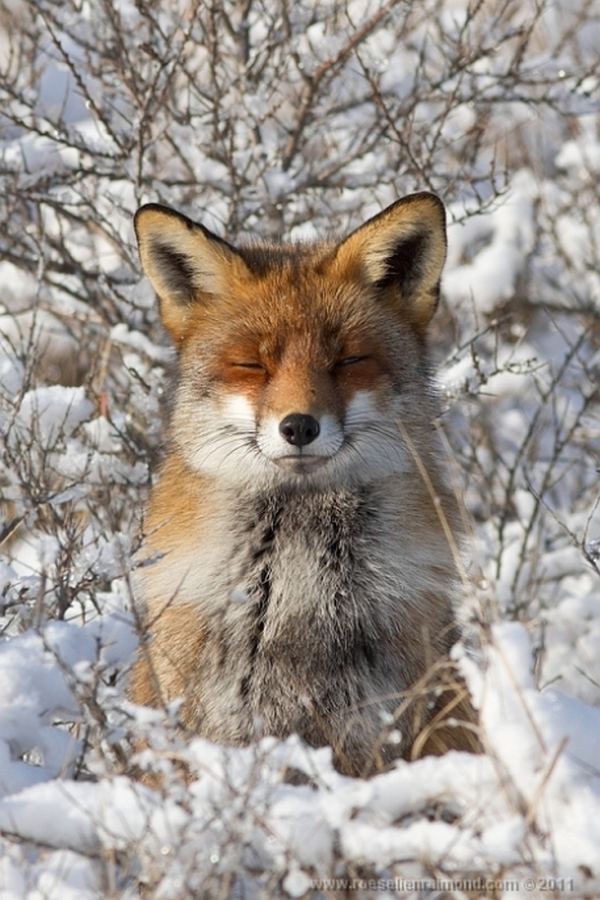В кадре голландская рыжая лисица