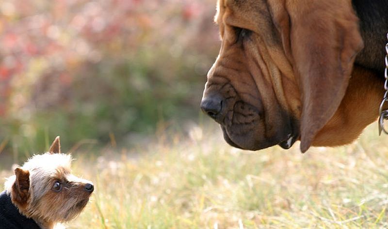 Йоркширский терьер  (англ. Yorkshire terrier) — одна из самых маленьких пород собак
