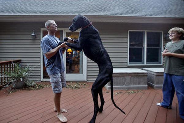 Датский дог по кличке Зевс - самая высокая собака в мире