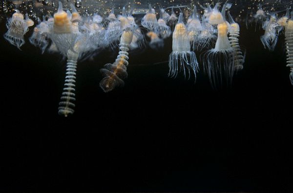 Полипы медузы Phacellophora camtschatica