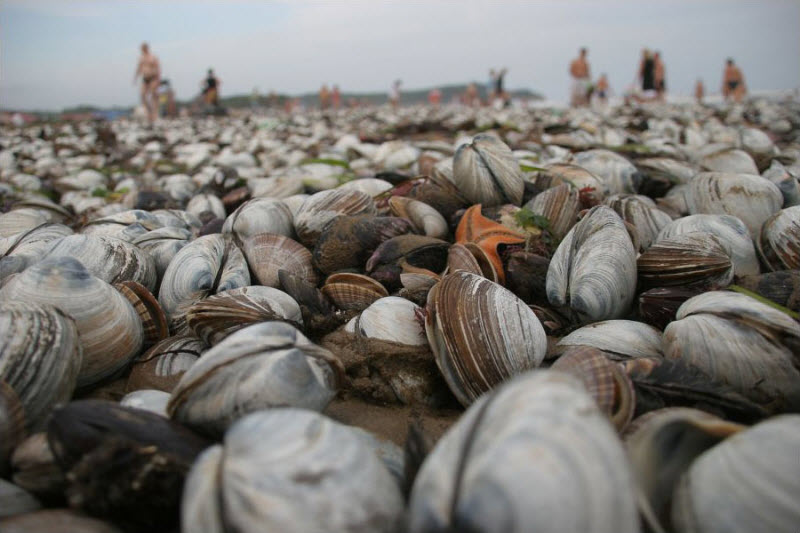 В Приморье, после тайфуна Болавен, люди мешками собирают морские деликатесы