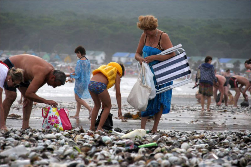 В Приморье, после тайфуна Болавен, люди мешками собирают морские деликатесы