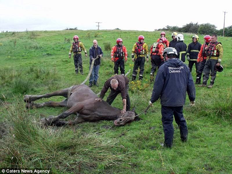 Провалившегося в болото коня спасли пожарные