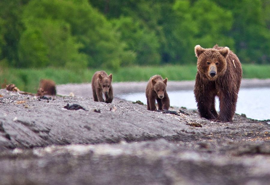 Медвежья рыбалка в Кроноцком заповеднике