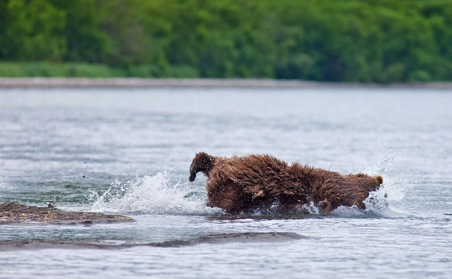 Медвежья рыбалка в Кроноцком заповеднике