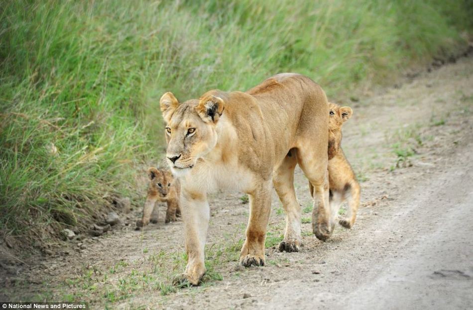 Львицы на прогулке со своими детенышами в заповеднике Масай Мара