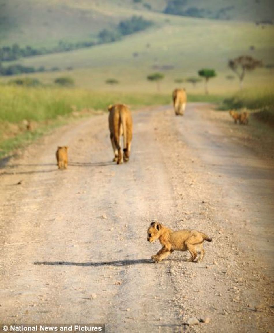 Львицы на прогулке со своими детенышами в заповеднике Масай Мара
