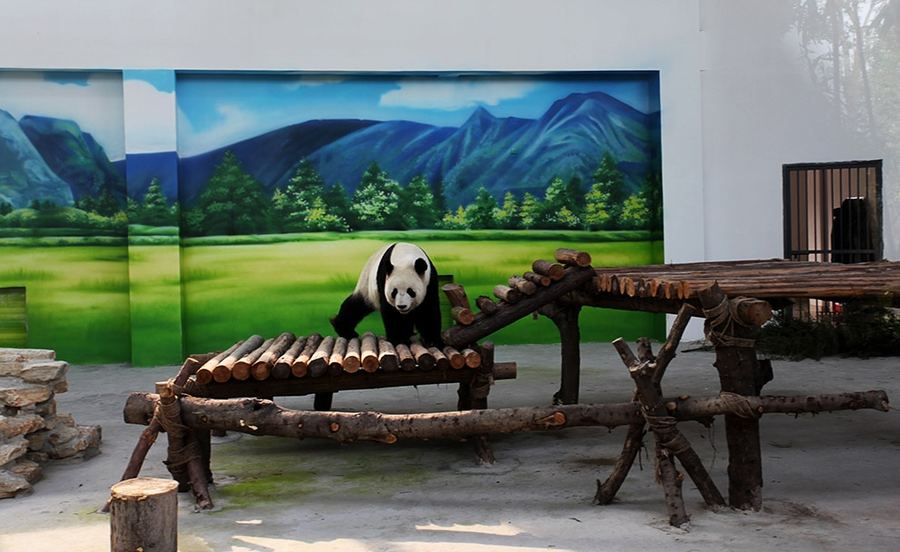 10-летняя панда по кличке Синь Юэ