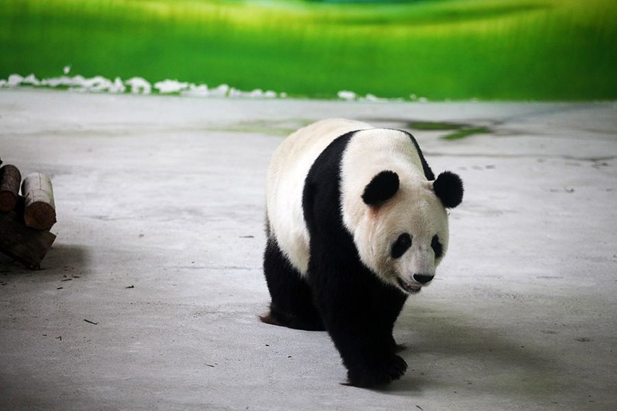 10-летняя панда по кличке Синь Юэ