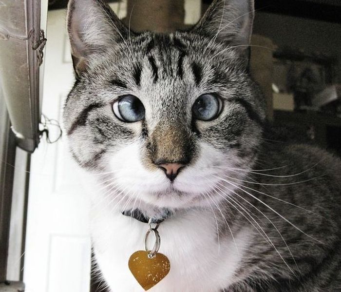 Косоглазый кот Спанглс стал звездой интернета