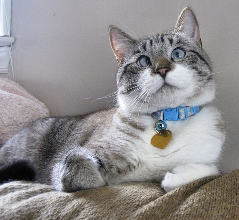 Косоглазый кот Спанглс стал звездой интернета