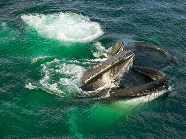 пара горбатых китов