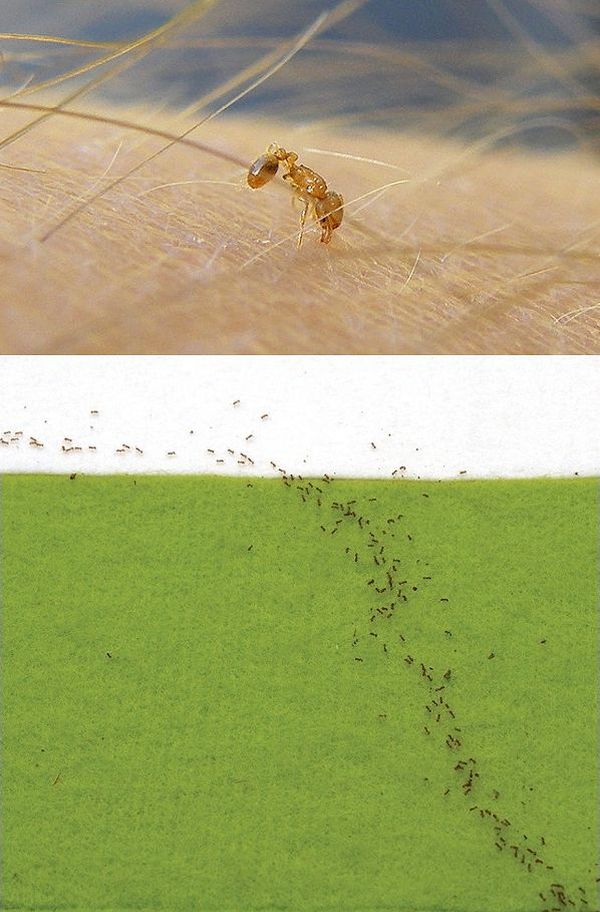 Кусающий человека малый огненный муравей-«израильтянин». Внизу: группа тех же насекомых, верных заветам Ферма. (Здесь и ниже иллюстрации Wikimedia Commons / J. Oettler et al.)