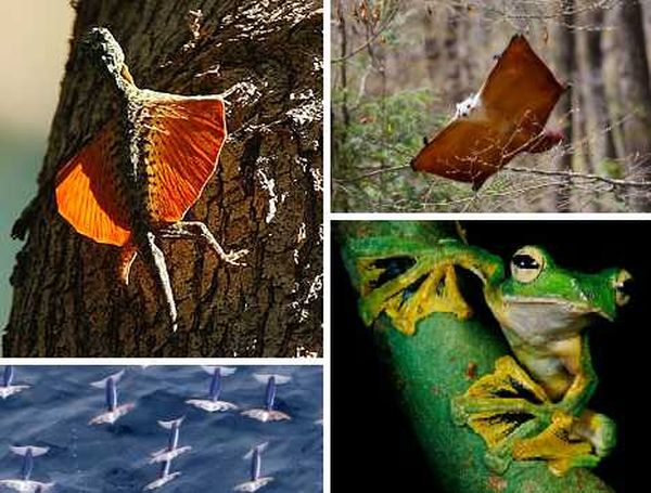 7 удивительных бескрылых летающих животных