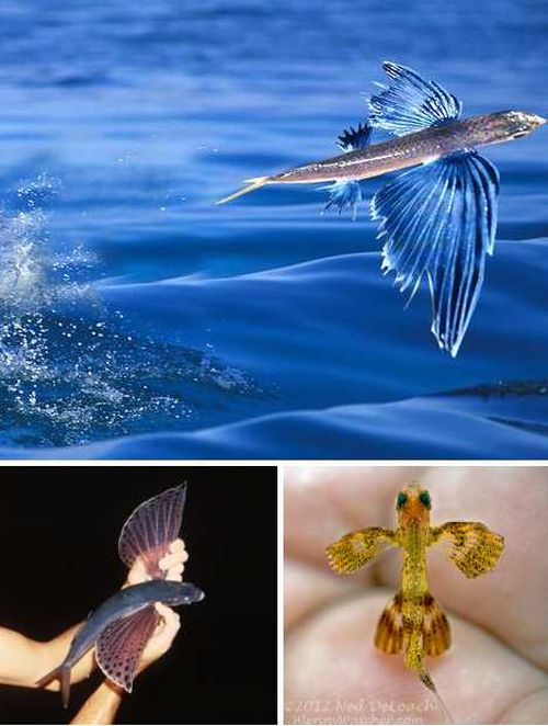 7 удивительных бескрылых летающих животных