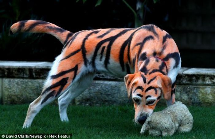 Лабрадор в образе тигры из Винни-Пуха