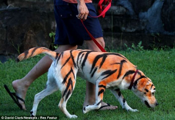 Велотигр. Тигр на поводке. Собака тигр. Собака похожая на тигра. Собака перекрашенная в тигра.